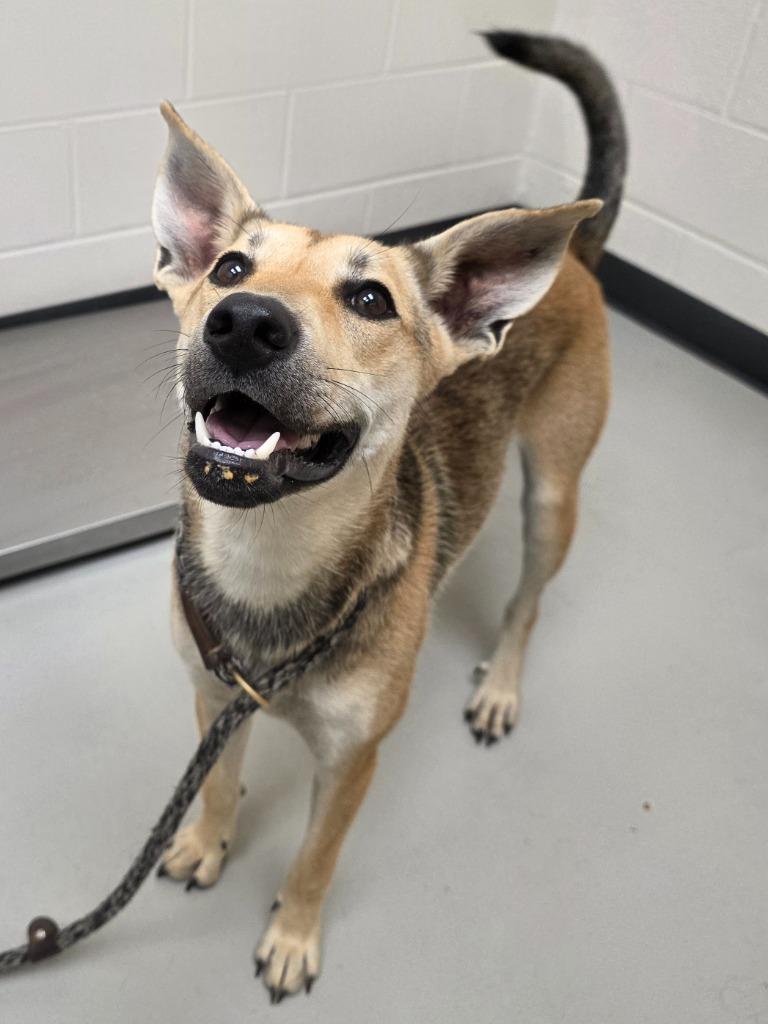 Enlarge Dream / Macy, a Adoptable mixed breed in Greeneville, TN image 3/3