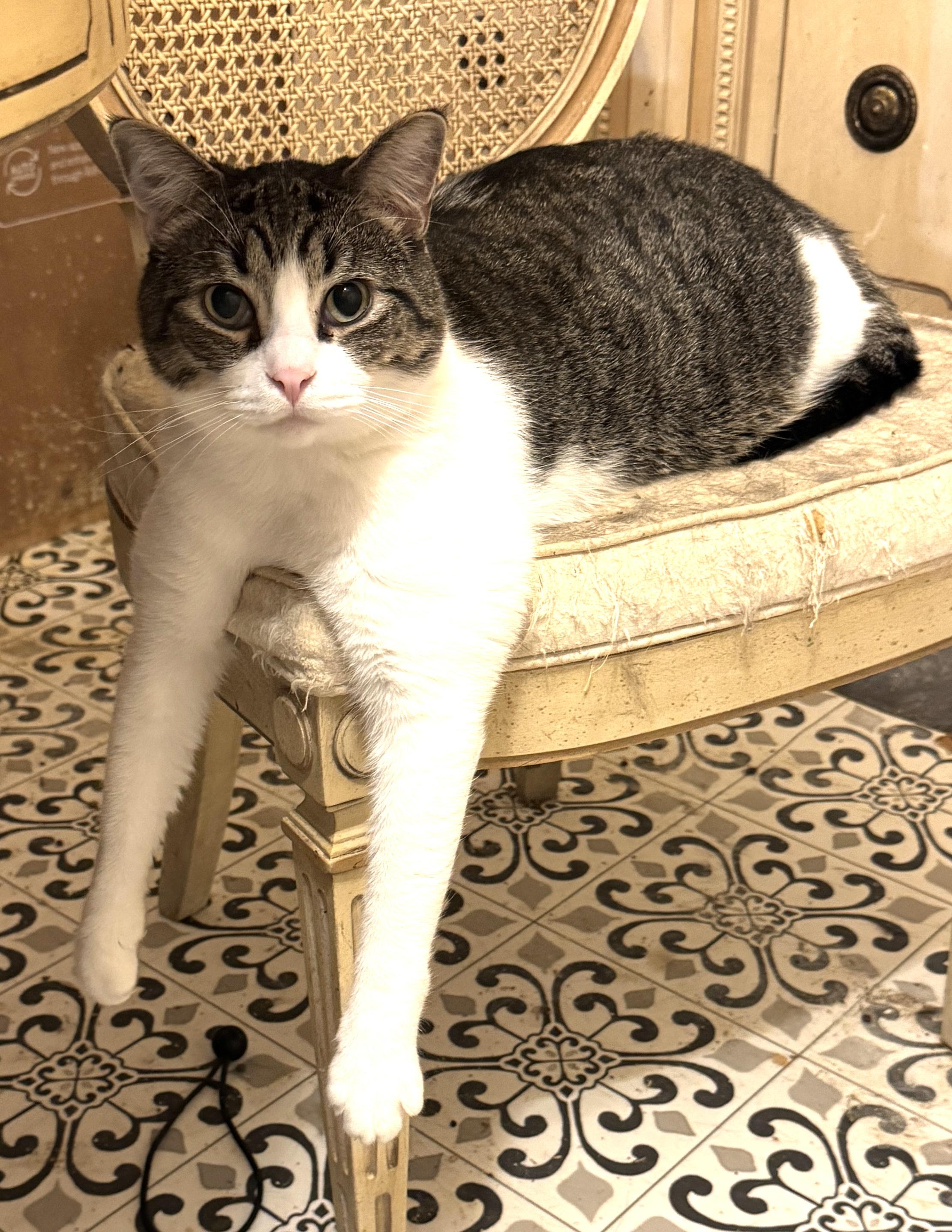 Koda, a Adoptable Domestic Short Hair in Portland, OR image 1/3