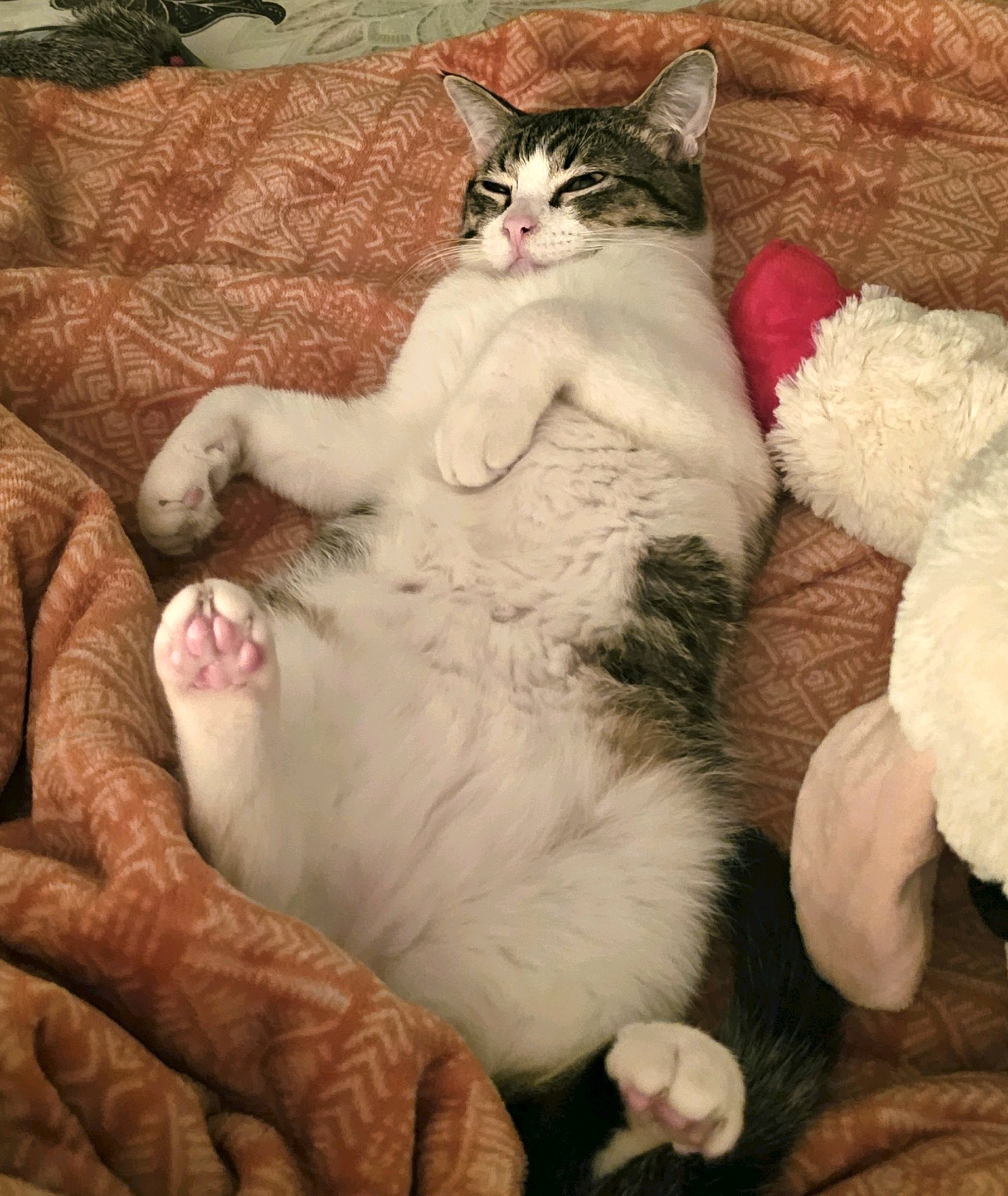 Koda, an adoptable Domestic Short Hair in Portland, OR, 97215 | Photo Image 1