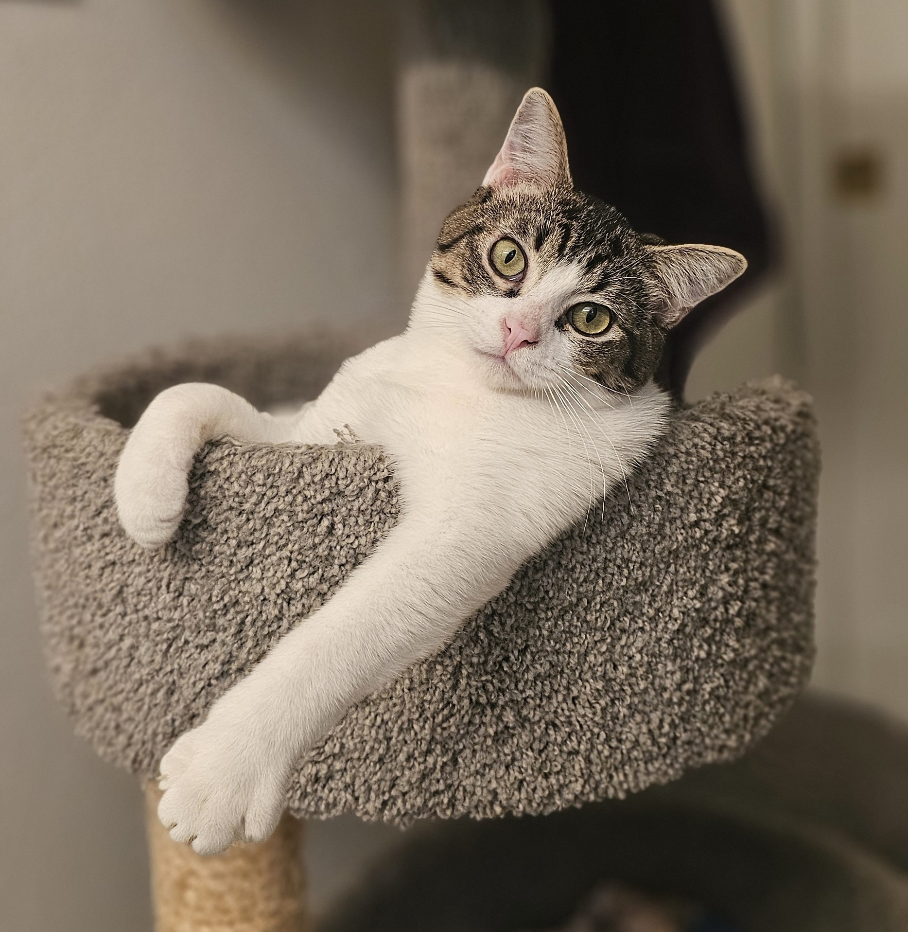 Koda, an adoptable Domestic Short Hair in Portland, OR, 97215 | Photo Image 2