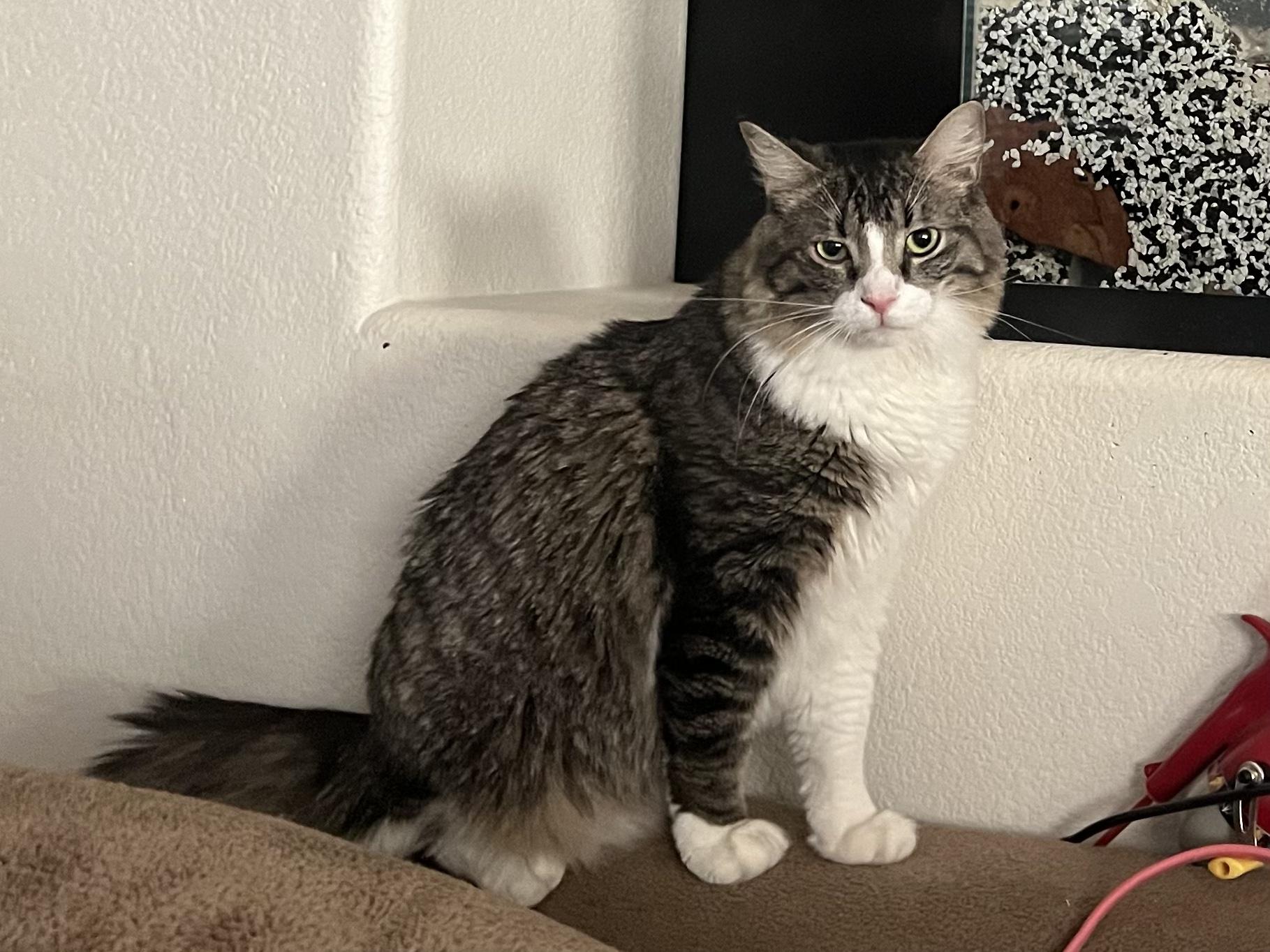 Lev, ADOPTABLE, Young Male Domestic Long Hair.