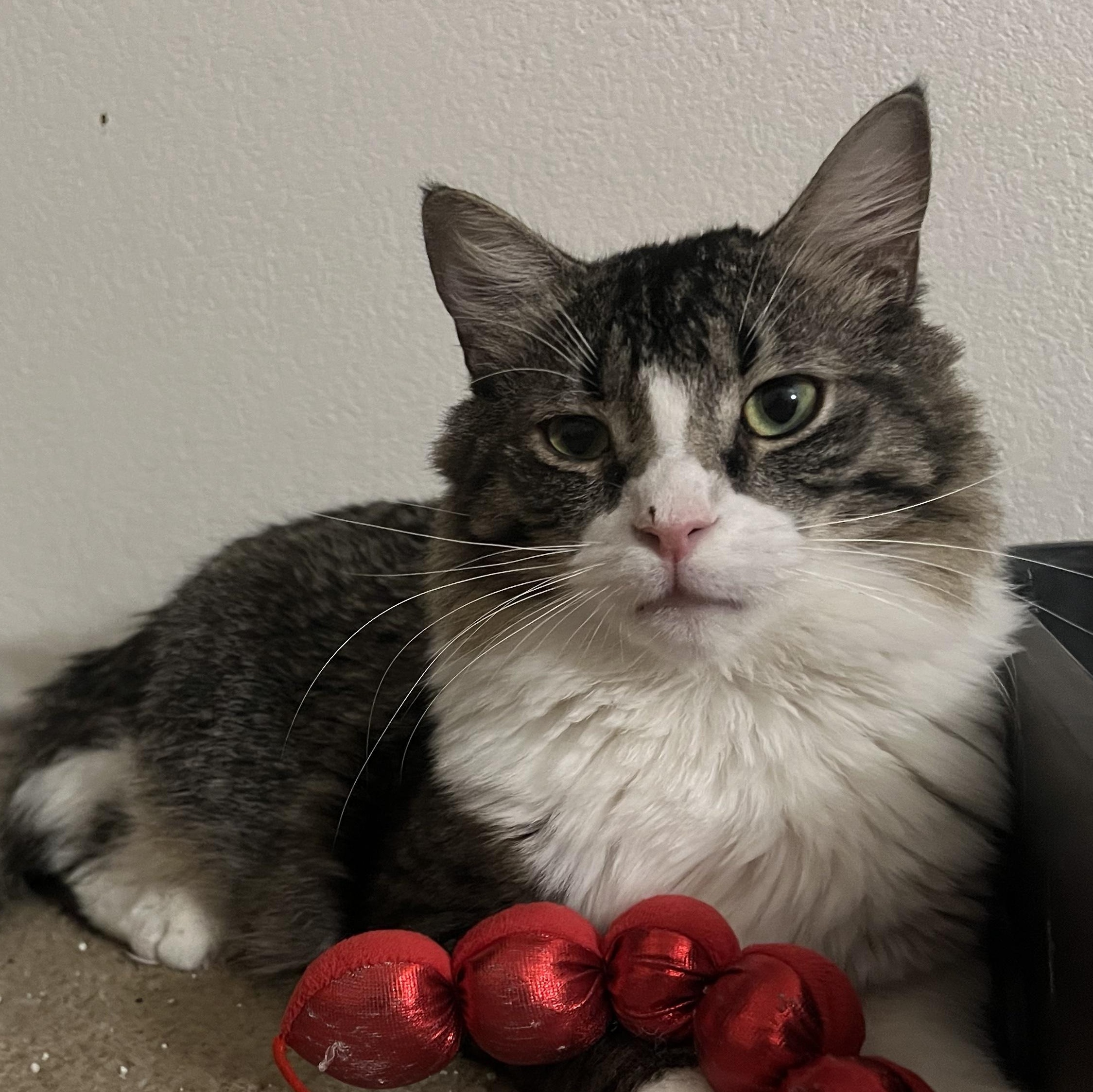 Enlarge Lev, a ADOPTABLE Domestic Long Hair in Phoenix, AZ image 2/3