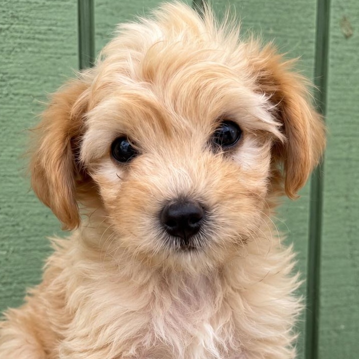 Clementine, Adoptable, Puppy Female Goldendoodle.