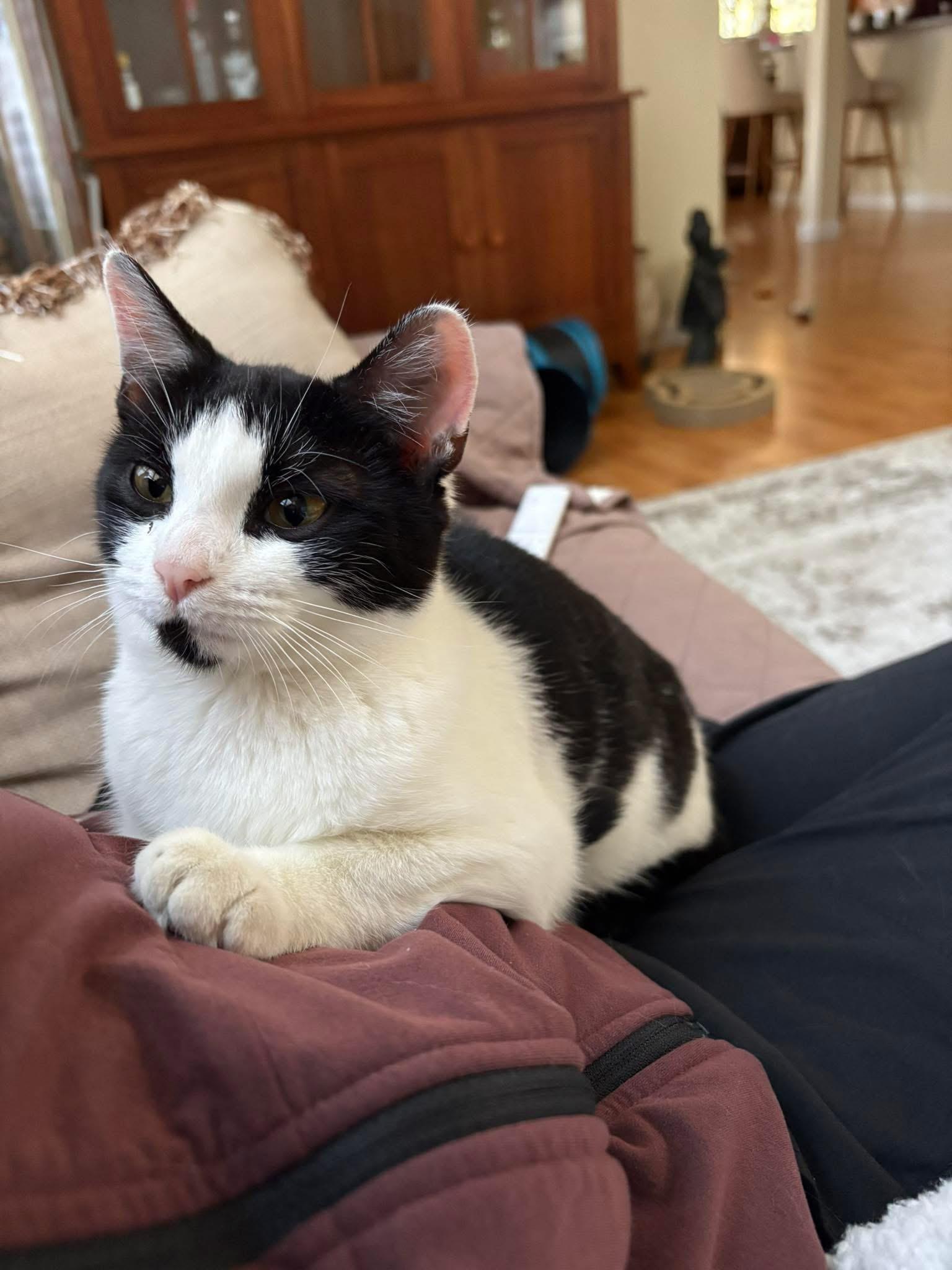 Enlarge Sunny, a ADOPTABLE Domestic Short Hair in Enfield, CT image 2/2