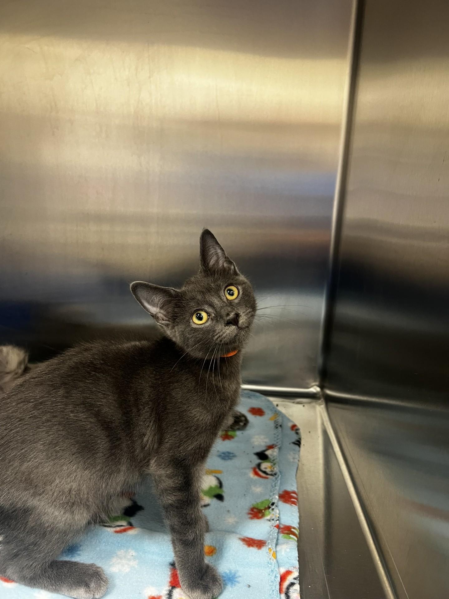 Enlarge Garfunkel, a ADOPTABLE Domestic Short Hair in Yorkville, IL image 1/1