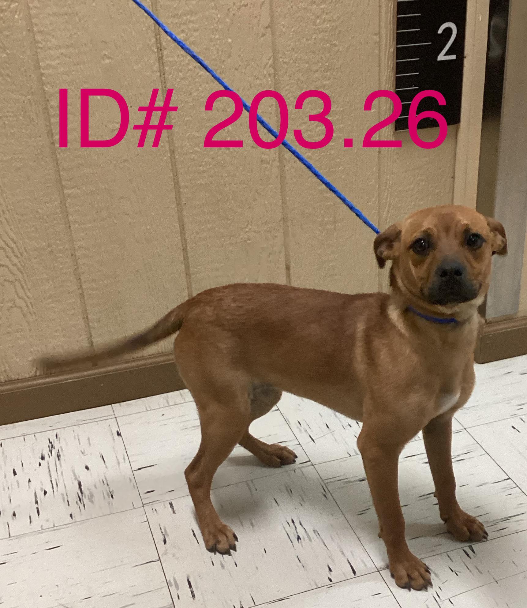 #202.26, adopted, Young Female Shepherd.