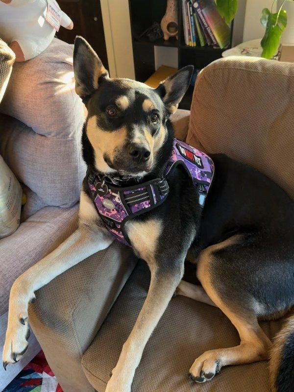 Mushu, Adoptable, Adult Female Australian Kelpie.