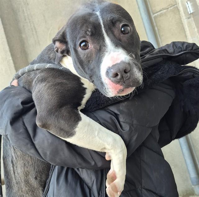 Enlarge BANANA BREAD, a Adoptable Pit Bull Terrier in Decatur, IL image 1/1