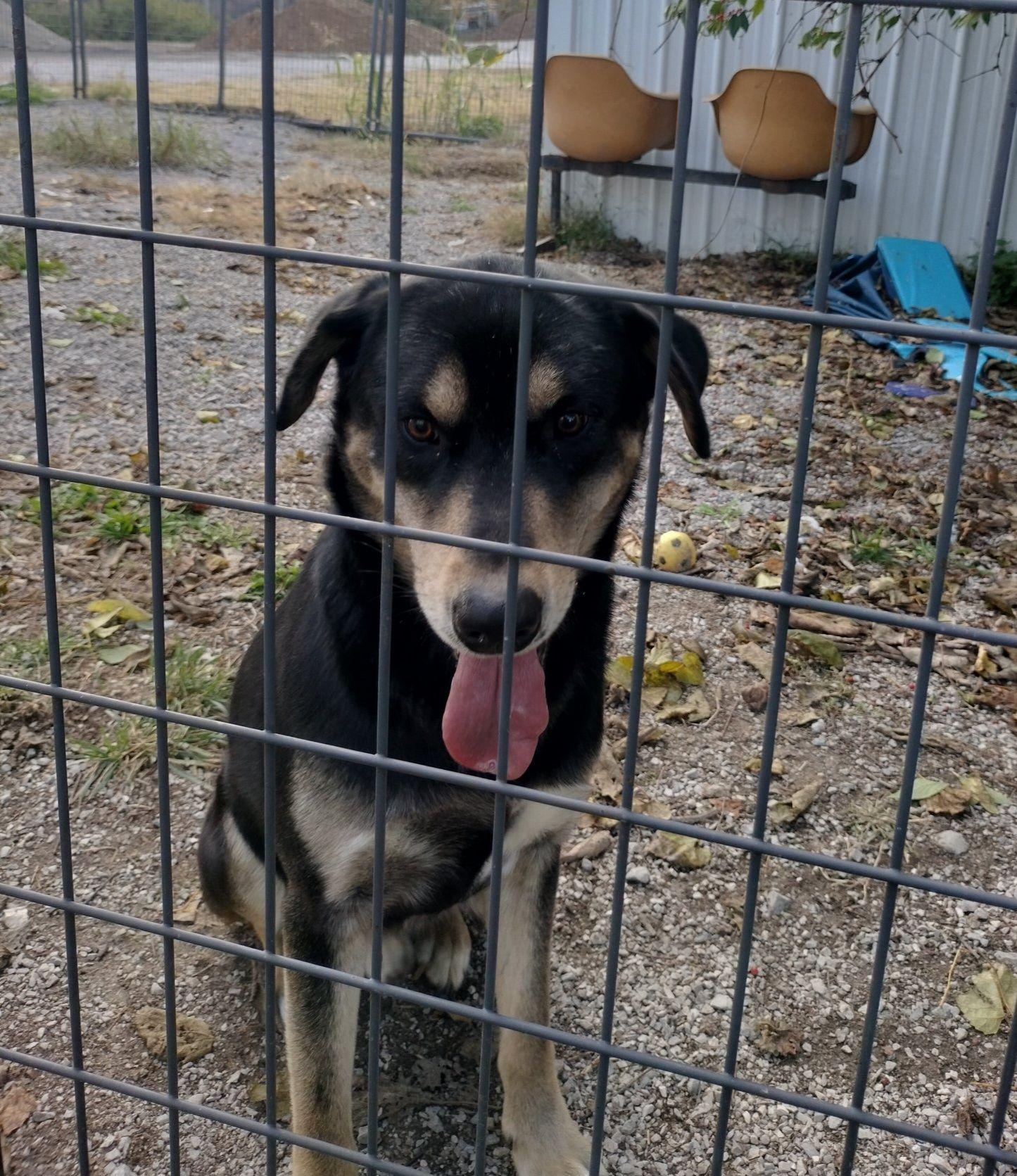 Ryder, Adoptable, Adult Male German Shepherd Dog.