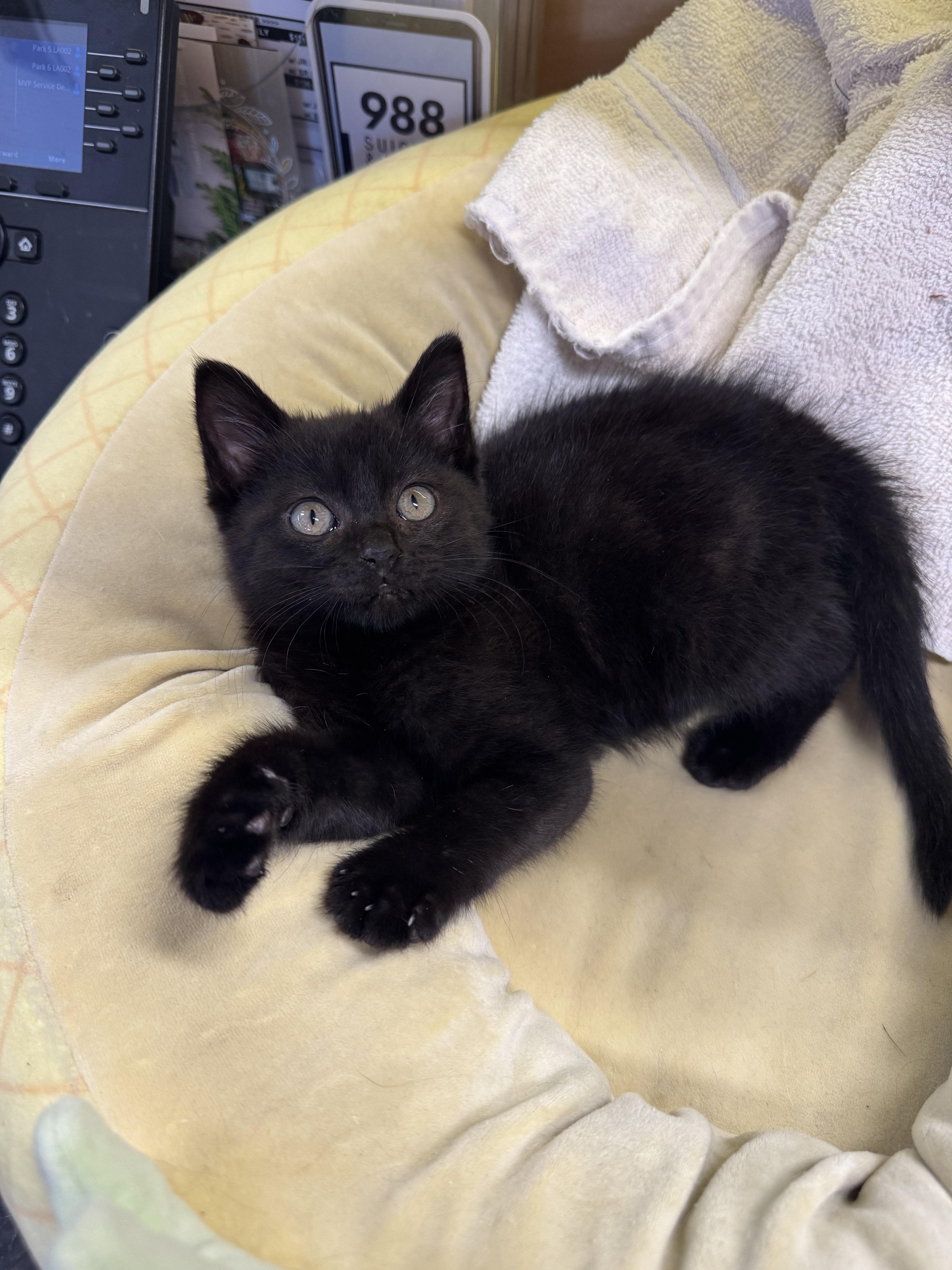 Mae Mae, Adopted, Kitten Female Domestic Short Hair.