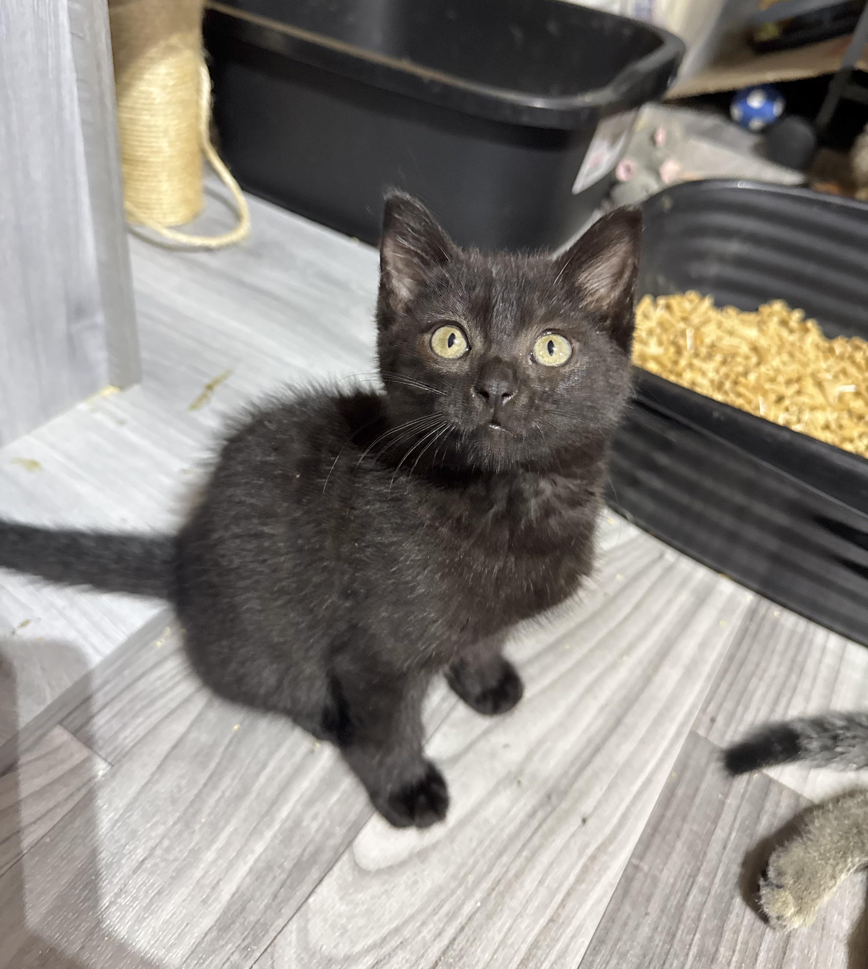 Mae Mae, a Adopted Domestic Short Hair in Hammond, LA image 2/2