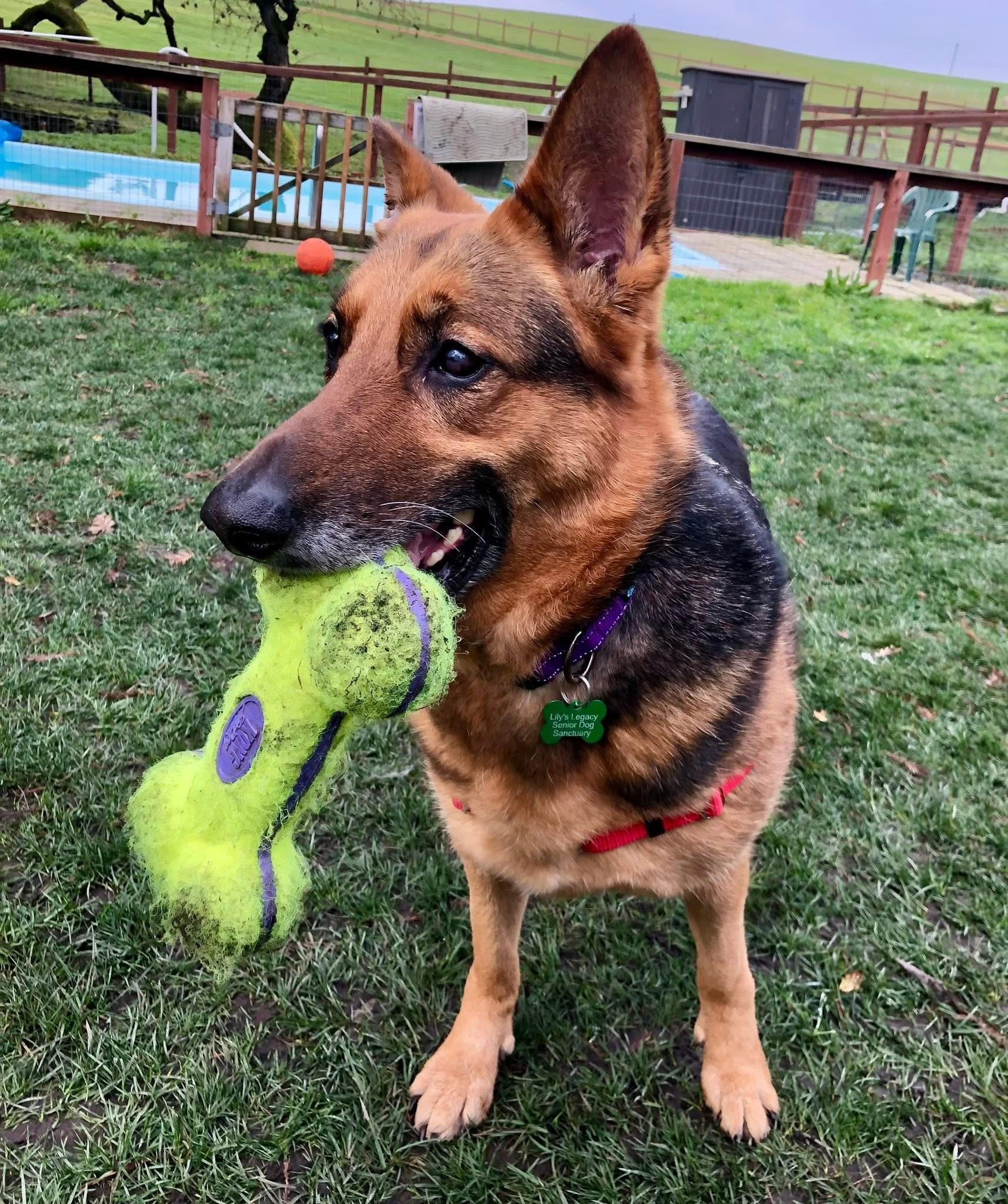 Angel, ADOPTABLE, Senior Female German Shepherd Dog.