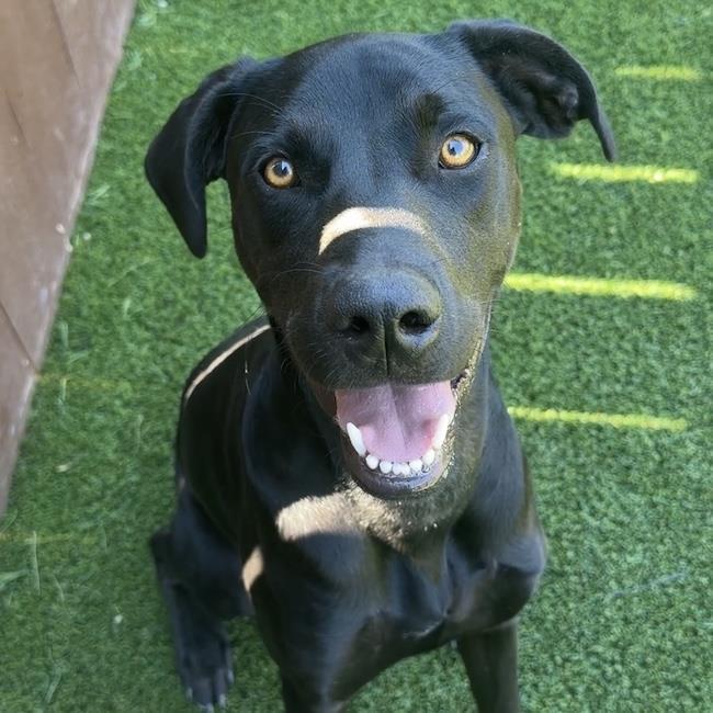 Jabari, Adoptable, Young Male Labrador Retriever.