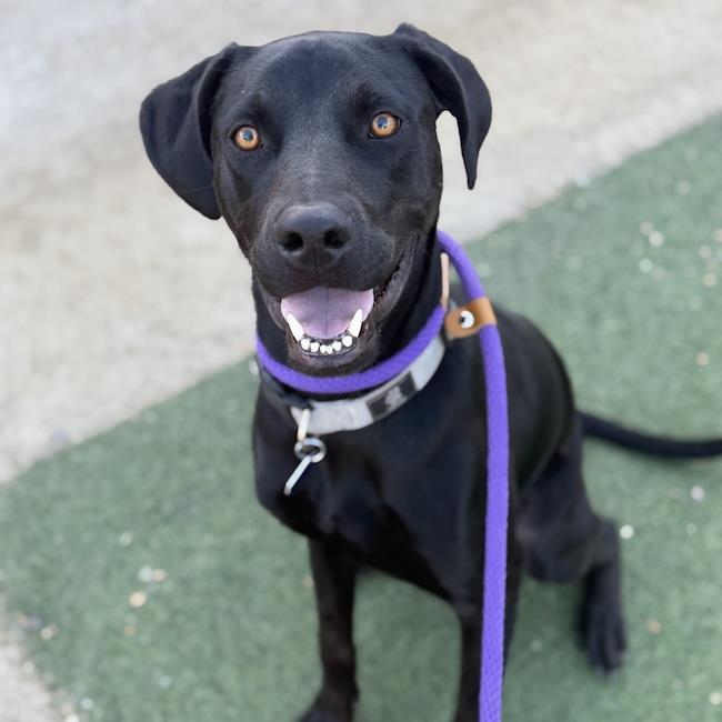 Jabari, a Adoptable Labrador Retriever in San Diego, CA image 2/3