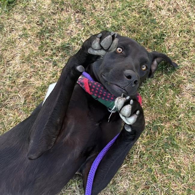 Jabari, a Adoptable Labrador Retriever in San Diego, CA image 3/3