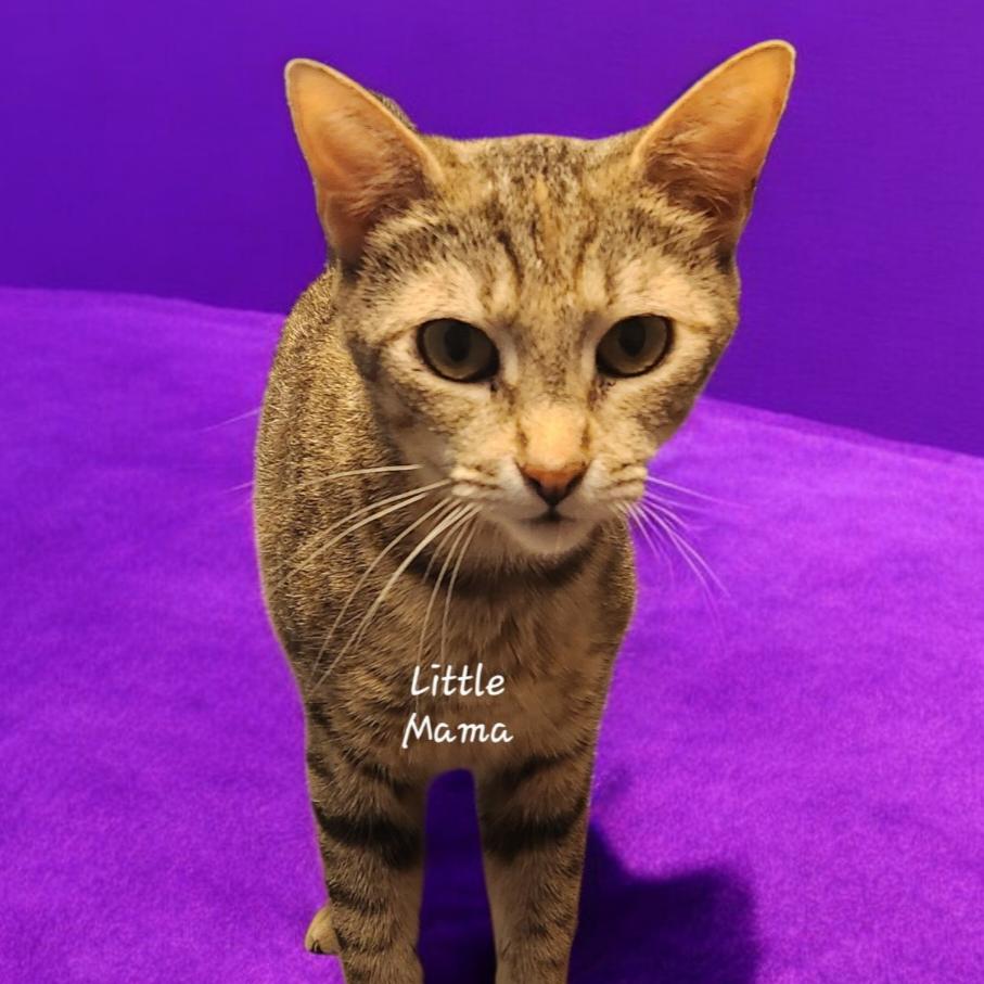 Little Mama, a Adoptable Domestic Short Hair in Buffalo, MN image 1/2
