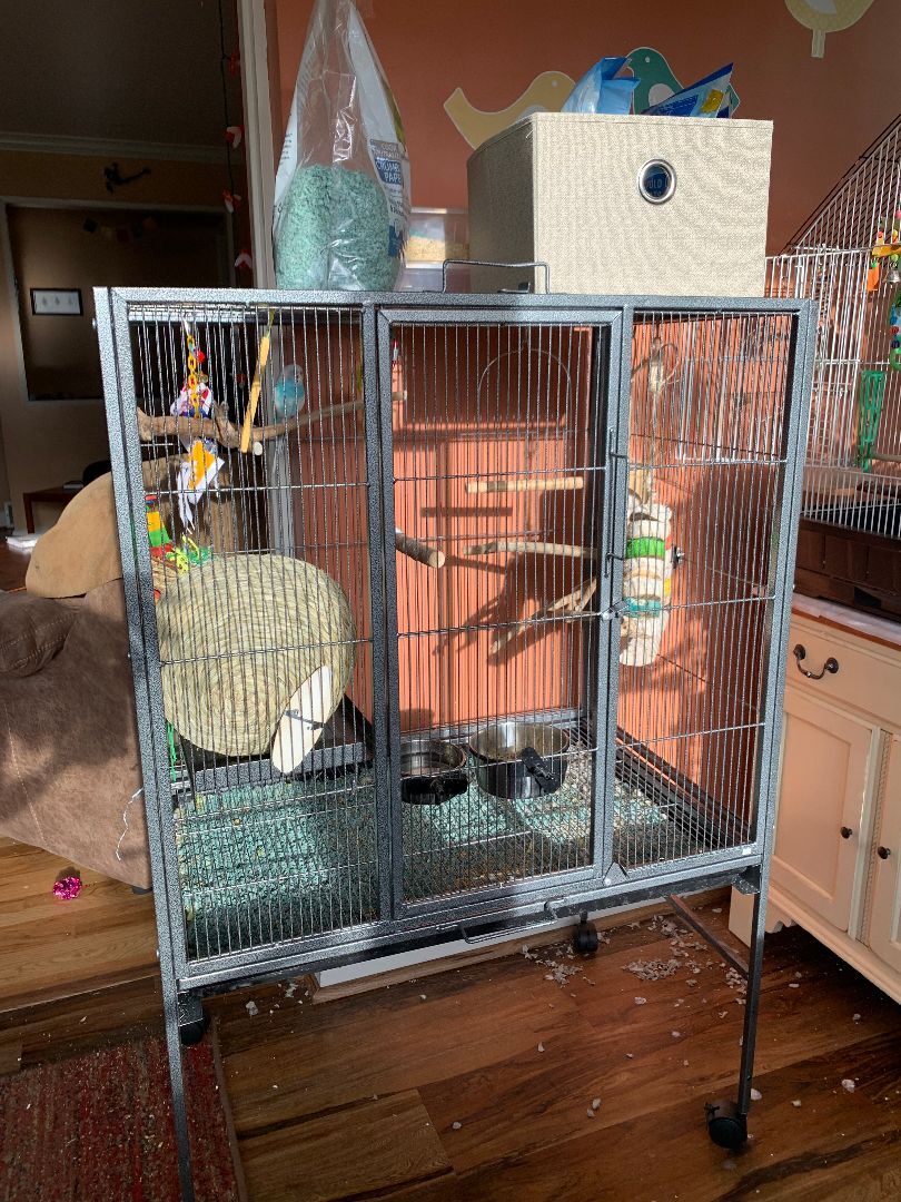 Sunny & Pari, a Adoptable Parakeet (Other) in Salt Lake City, UT image 1/6