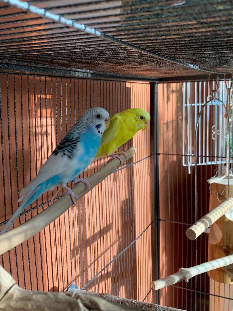Sunny & Pari, a Adoptable Parakeet (Other) in Salt Lake City, UT image 2/6