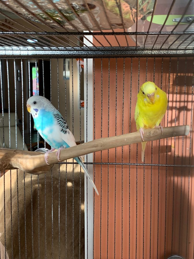 Sunny & Pari, a Adoptable Parakeet (Other) in Salt Lake City, UT image 3/6
