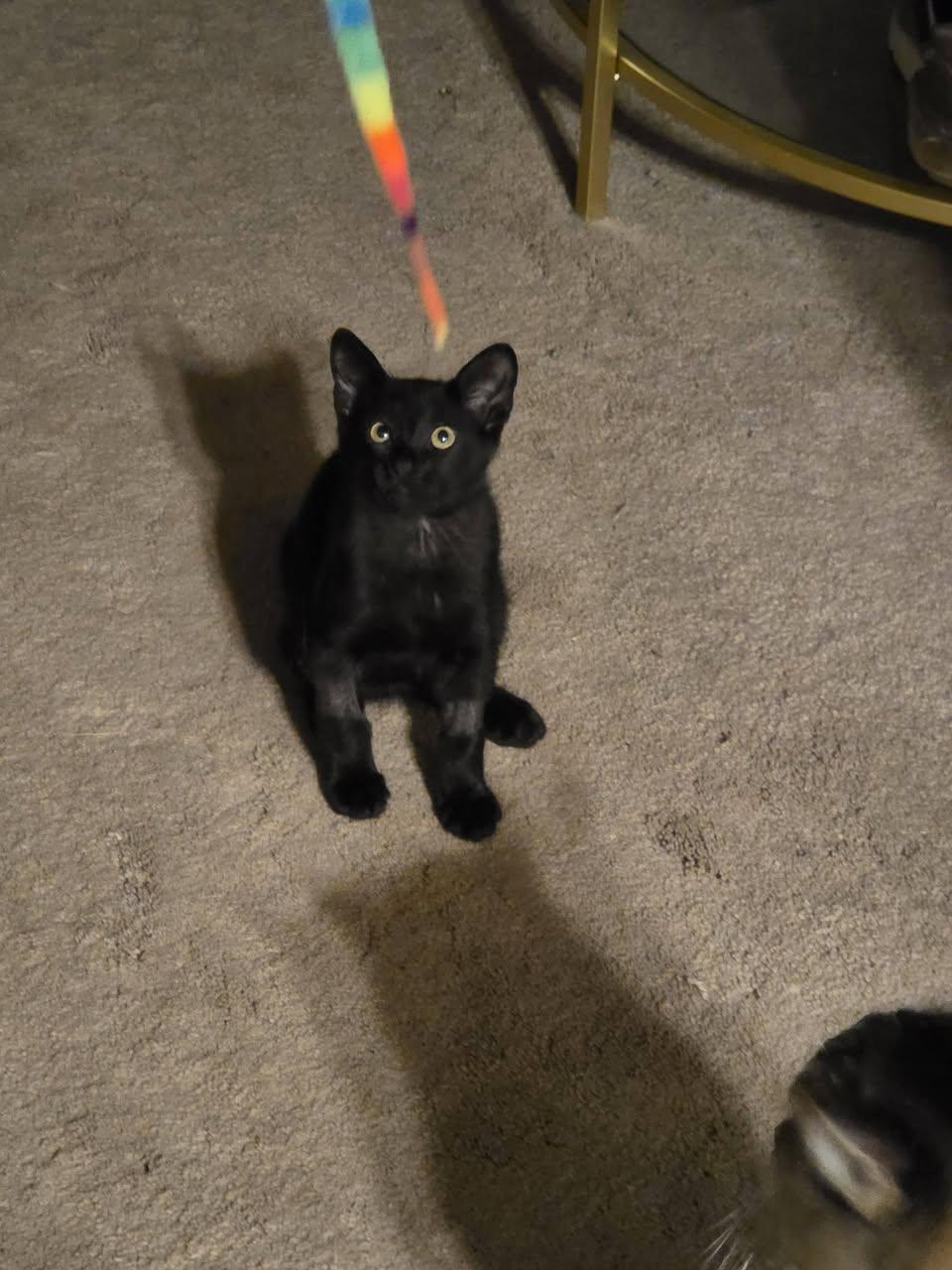 Enlarge Orzo, a Adoptable Domestic Short Hair in Hillside, IL image 1/3