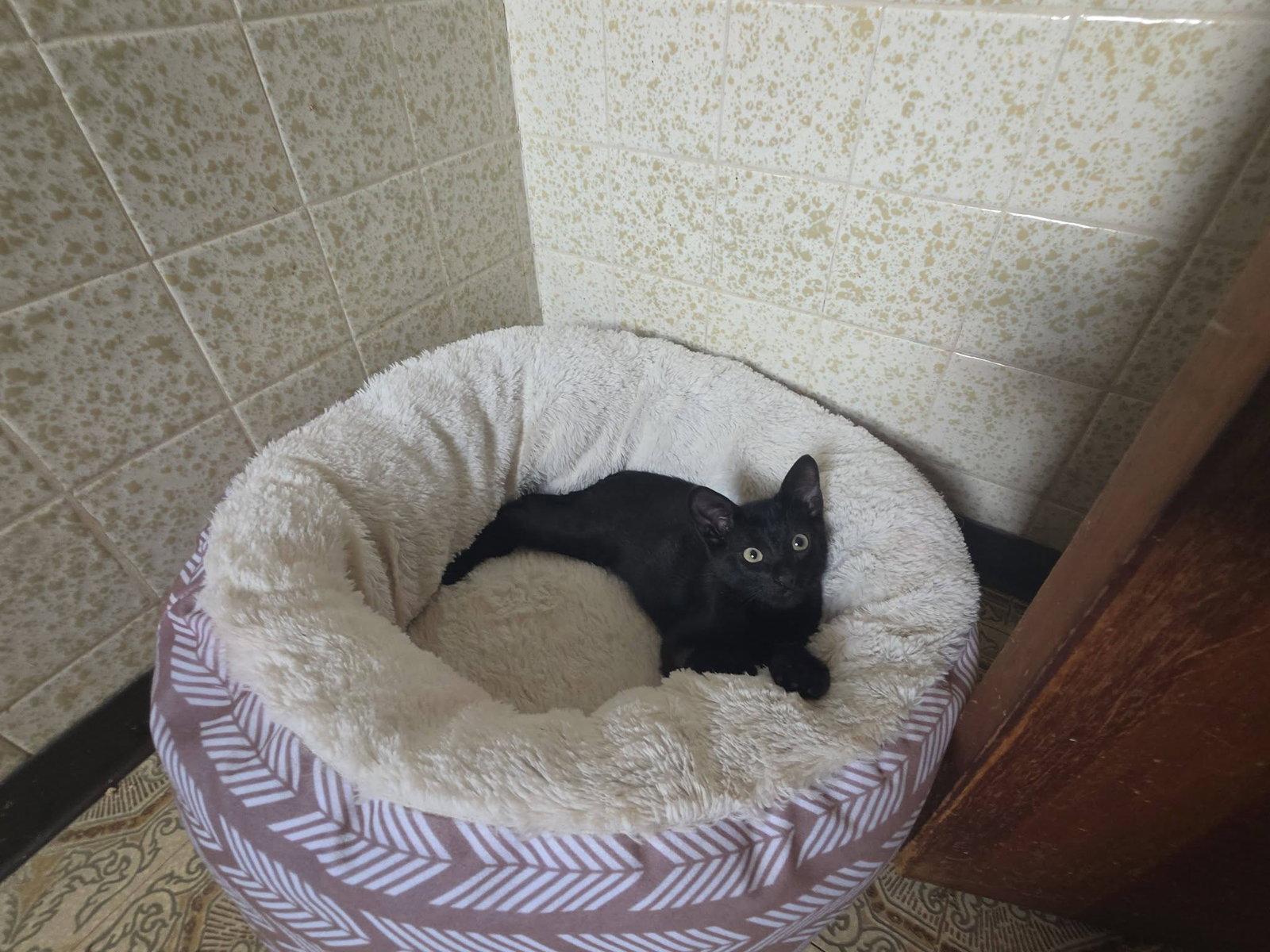 Enlarge Orzo, a Adoptable Domestic Short Hair in Hillside, IL image 2/3