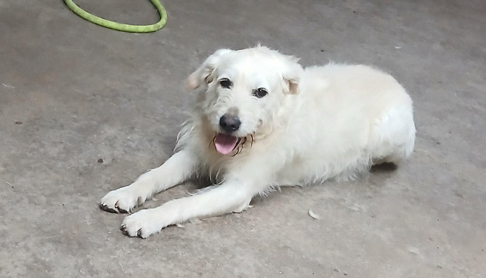 Nikko, Adoptable, Young Male Standard Poodle & Giant Schnauzer.