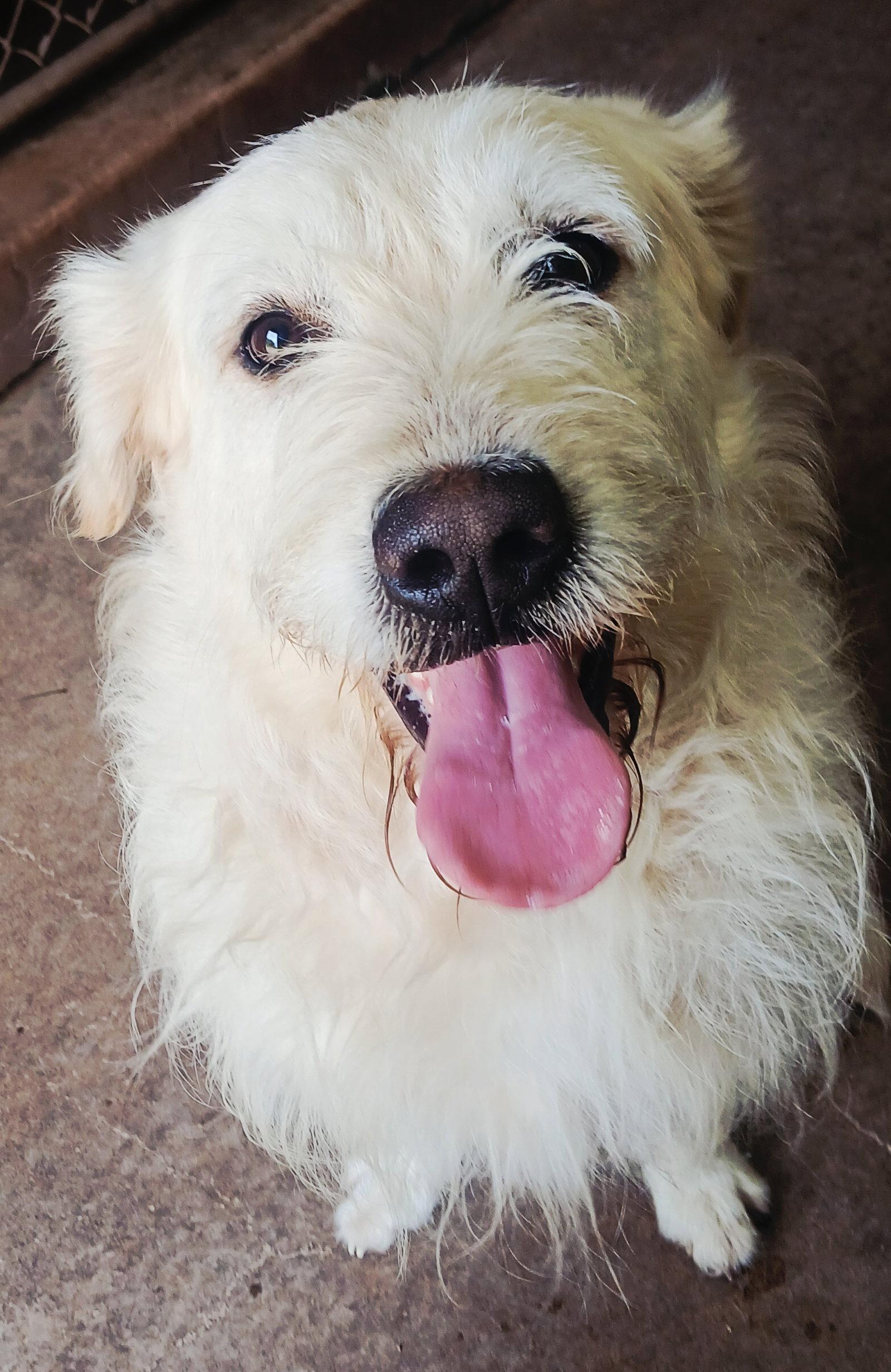 Enlarge Nikko, a Adoptable mixed breed in Albany, OR image 2/3