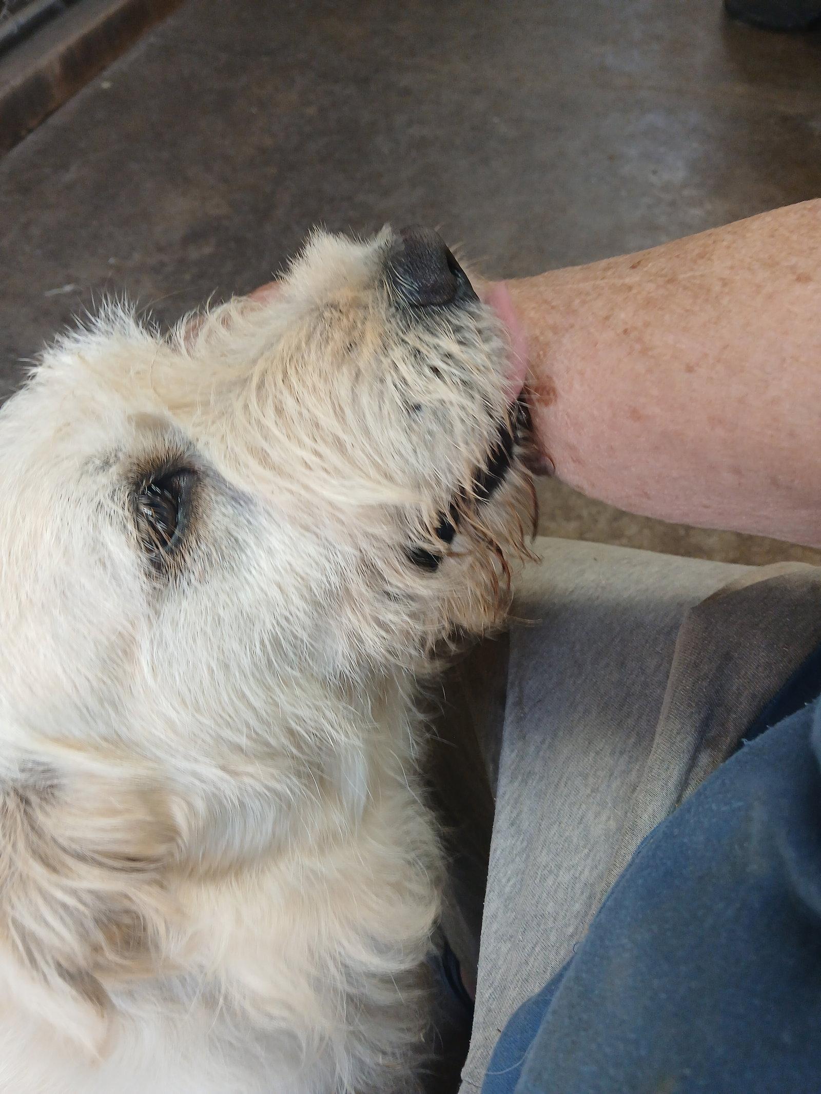Enlarge Nikko, a Adoptable mixed breed in Albany, OR image 3/3