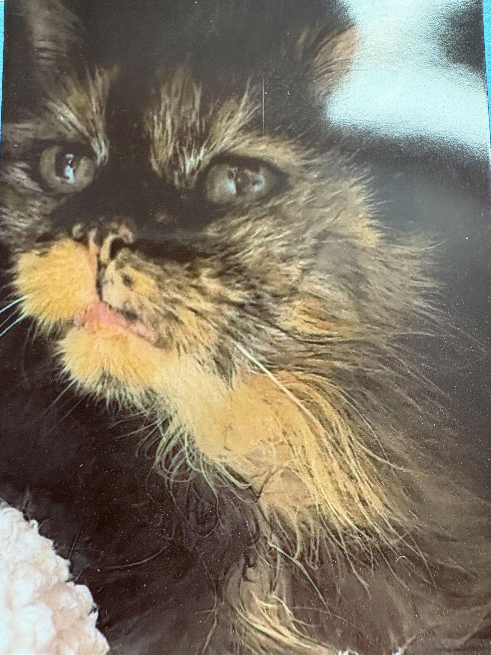 Scruffy, Adoptable, Young Female Tortoiseshell & Domestic Long Hair.