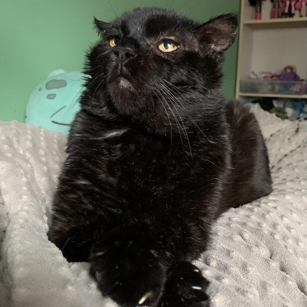 Enlarge Corvus- I'm in a foster home! Call to meet with me!, a Adoptable Domestic Short Hair in Bristol, IN image 1/6