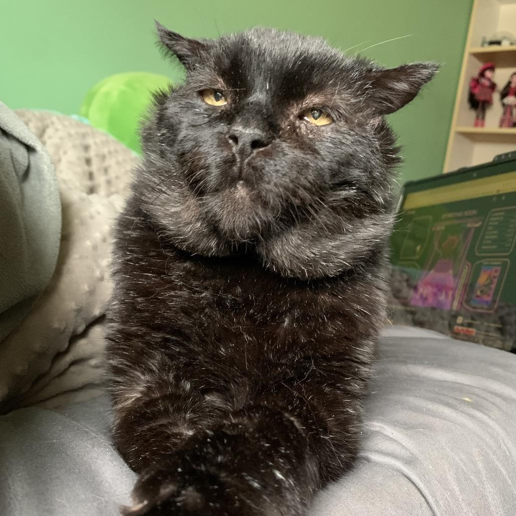 Enlarge Corvus- I'm in a foster home! Call to meet with me!, a Adoptable Domestic Short Hair in Bristol, IN image 2/6