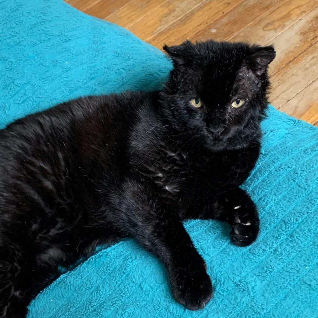 Enlarge Corvus- I'm in a foster home! Call to meet with me!, a Adoptable Domestic Short Hair in Bristol, IN image 3/6