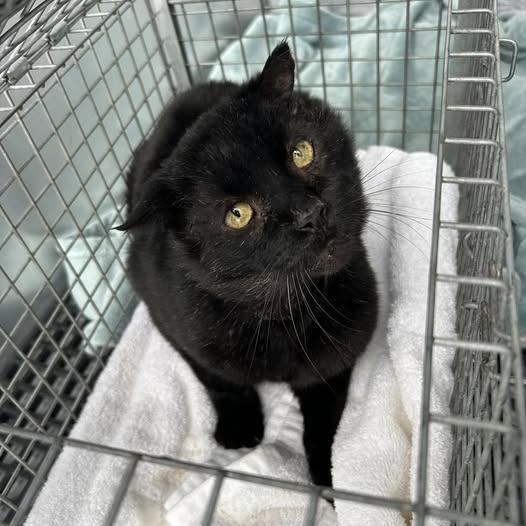 Enlarge Corvus- I'm in a foster home!, a Adoptable Domestic Short Hair in Bristol, IN image 1/3