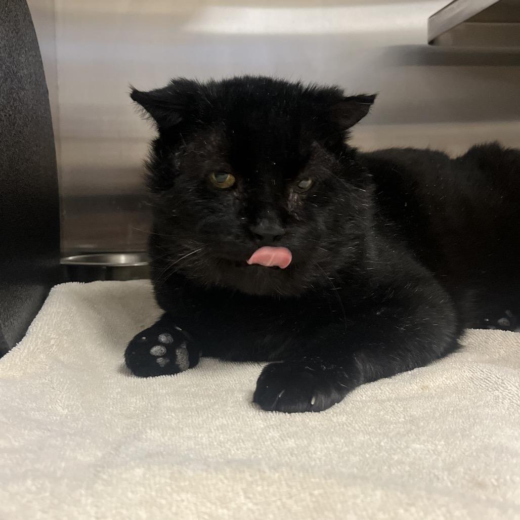 Enlarge Corvus- I'm in a foster home!, a Adoptable Domestic Short Hair in Bristol, IN image 2/3