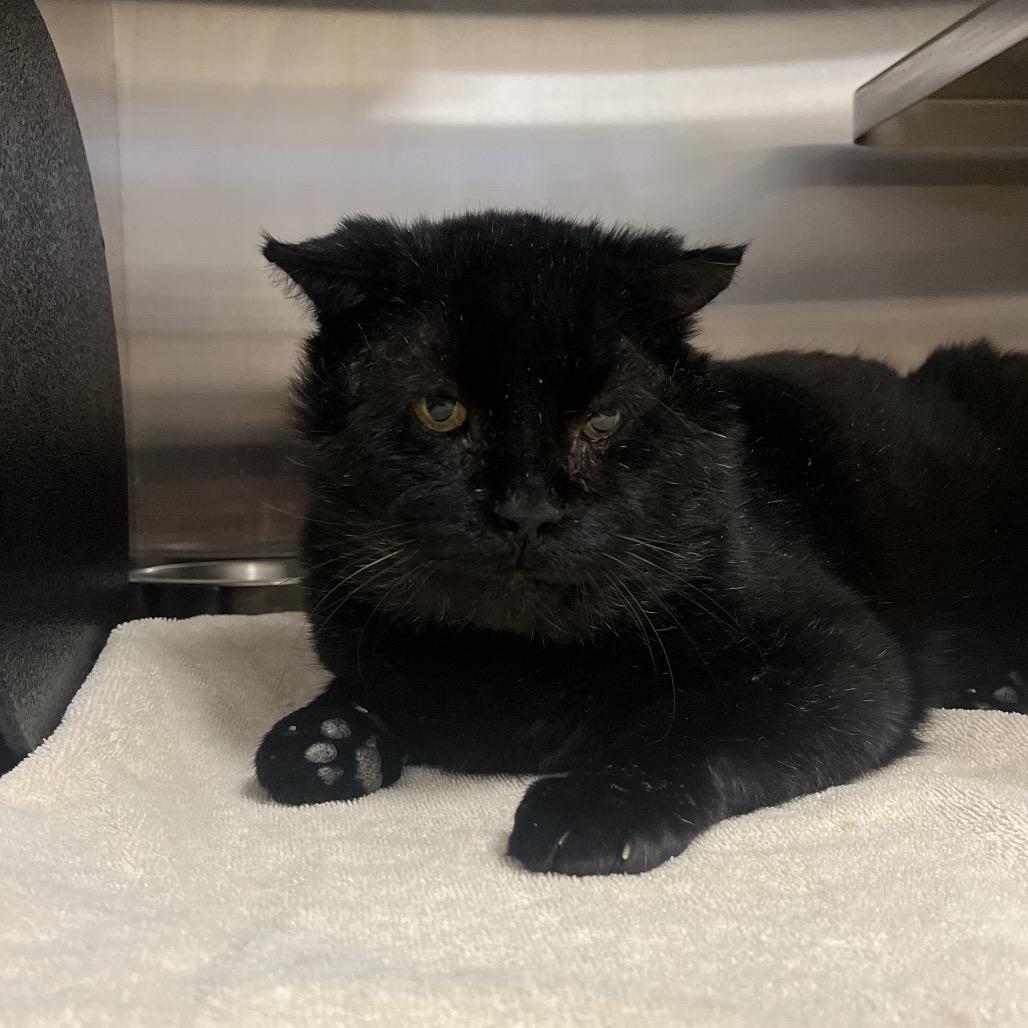 Enlarge Corvus- I'm in a foster home!, a Adoptable Domestic Short Hair in Bristol, IN image 3/3