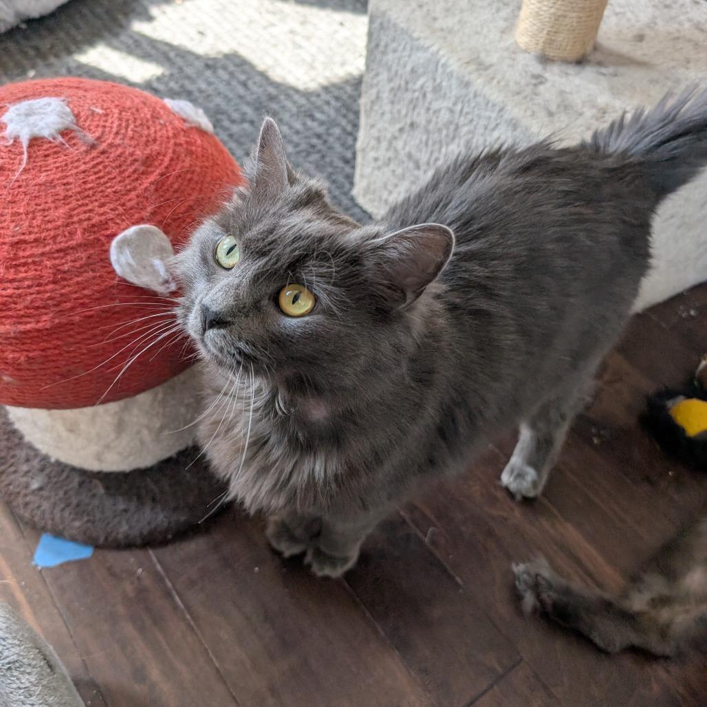 Guthrie, Adoptable, Adult Male Nebelung.