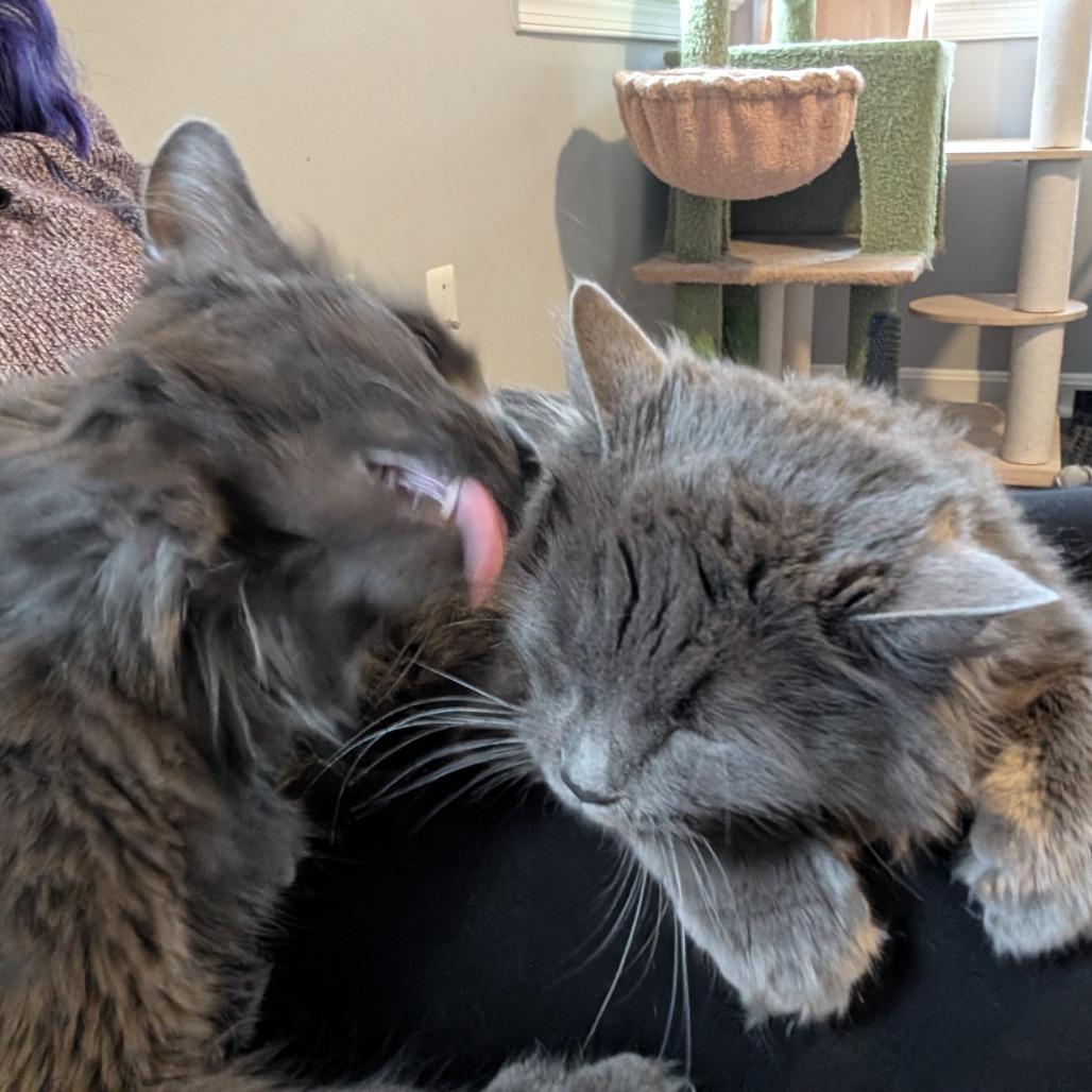 Guthrie, a Adoptable Nebelung in Silver Spring , MD image 2/6