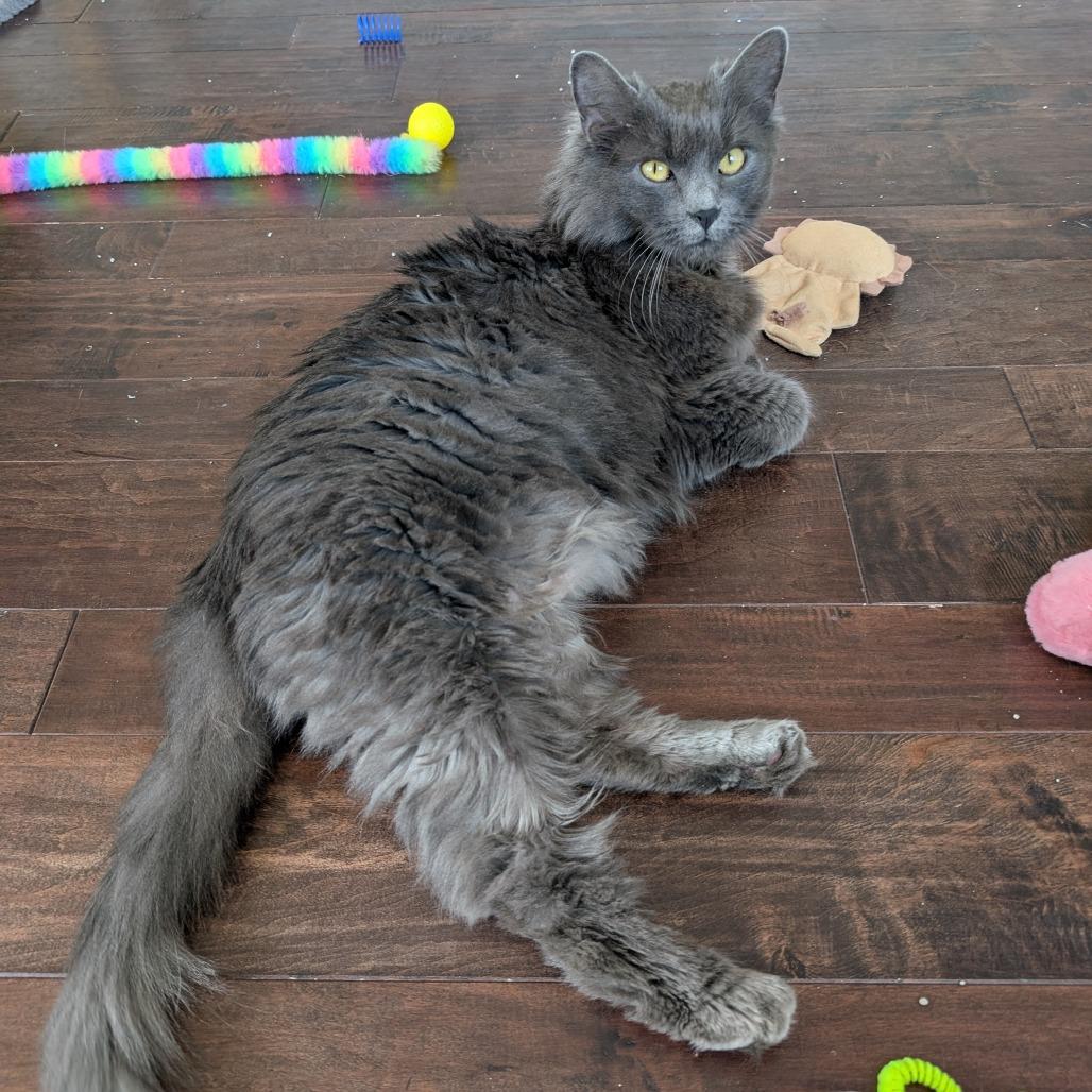 Guthrie, a Adoptable Nebelung in Silver Spring , MD image 4/6