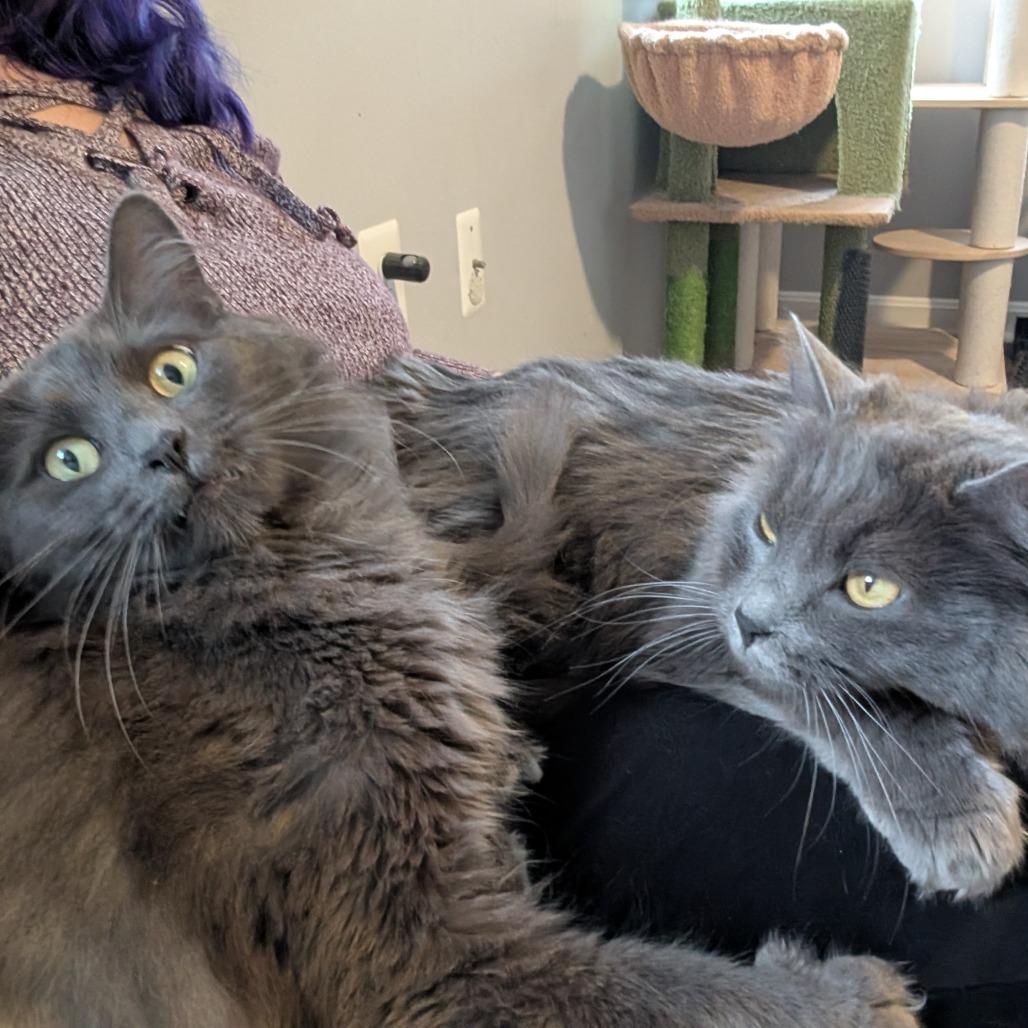 Guthrie, a Adoptable Nebelung in Silver Spring , MD image 3/6