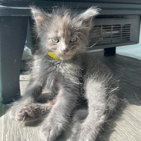 Guthrie, a Adoptable Nebelung in Silver Spring , MD image 5/6