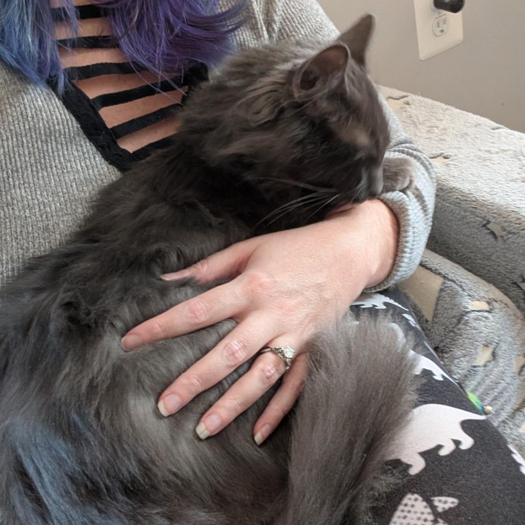 Guthrie, a Adoptable Nebelung in Silver Spring , MD image 6/6