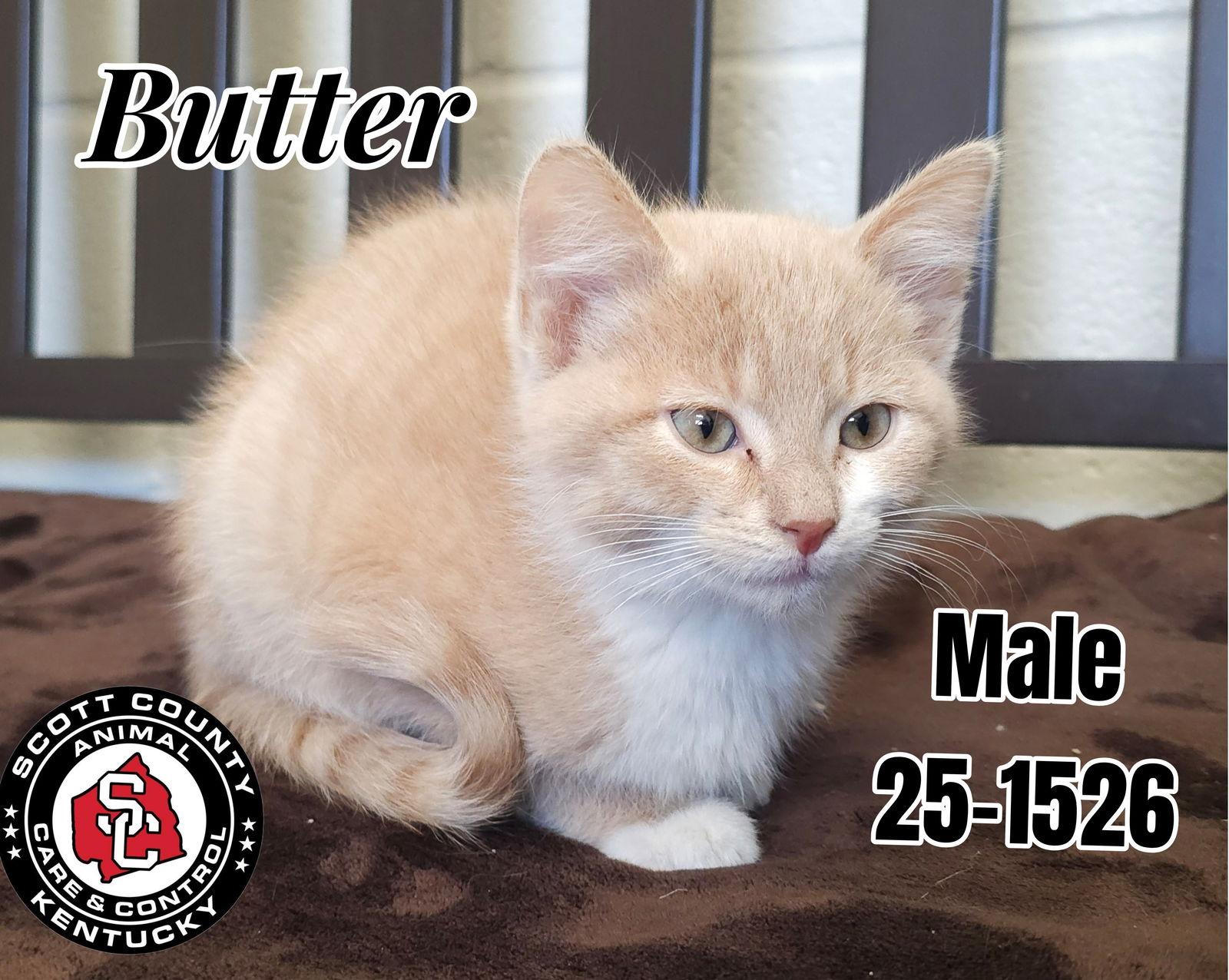Butter, Adoptable, Kitten Male Domestic Short Hair.