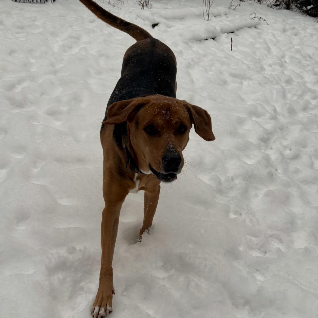 Riley, Adoptable, Senior Female Hound & Mixed Breed.