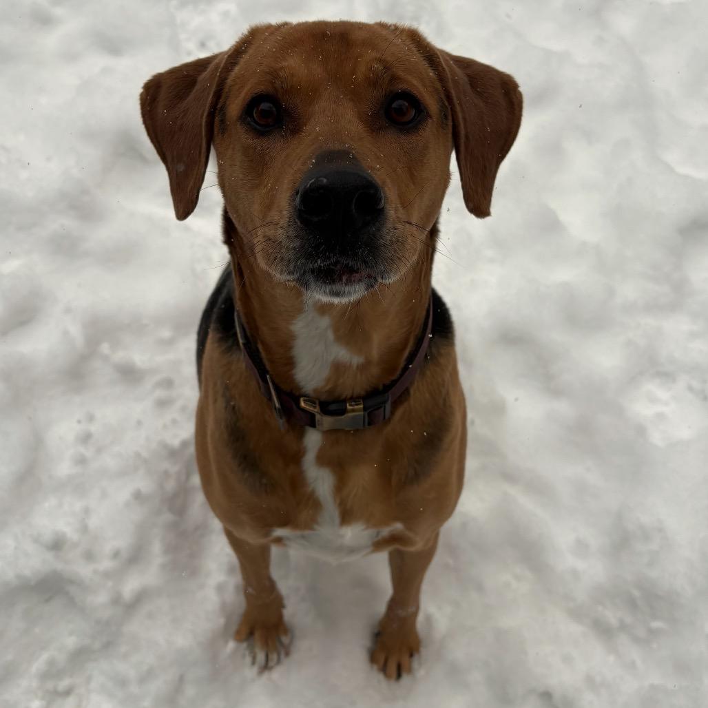 Enlarge Riley, a Adoptable mixed breed in Rocky Mount, VA image 2/6