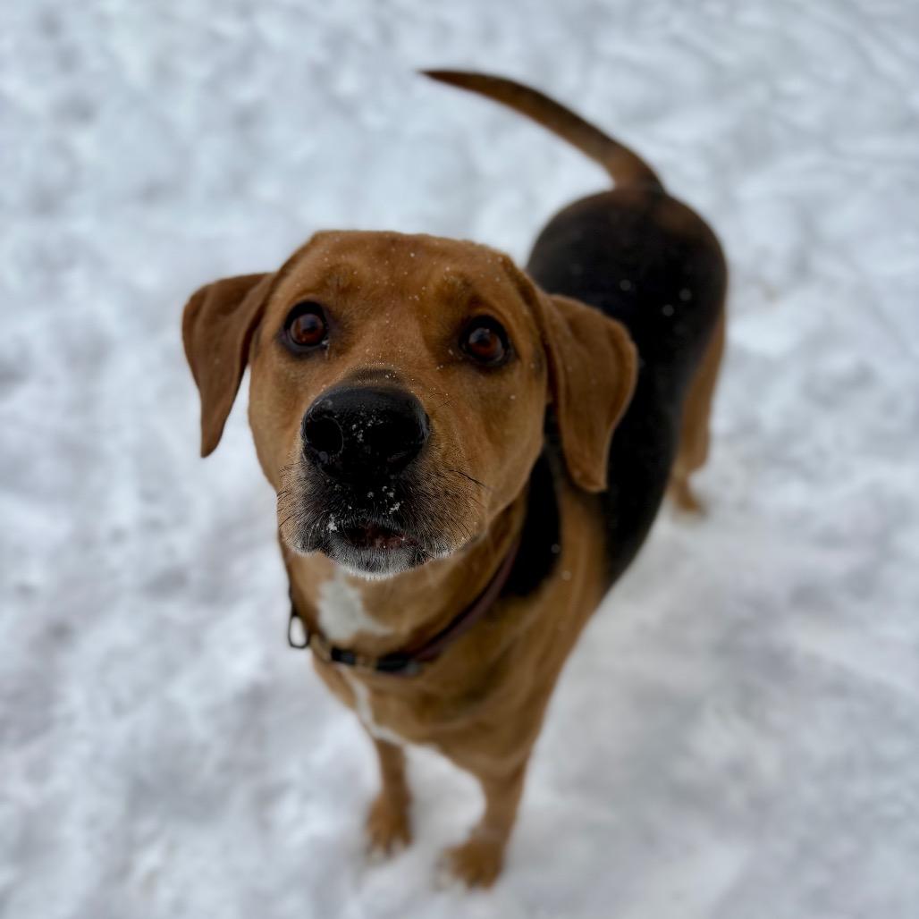 Enlarge Riley, a Adoptable mixed breed in Rocky Mount, VA image 3/6