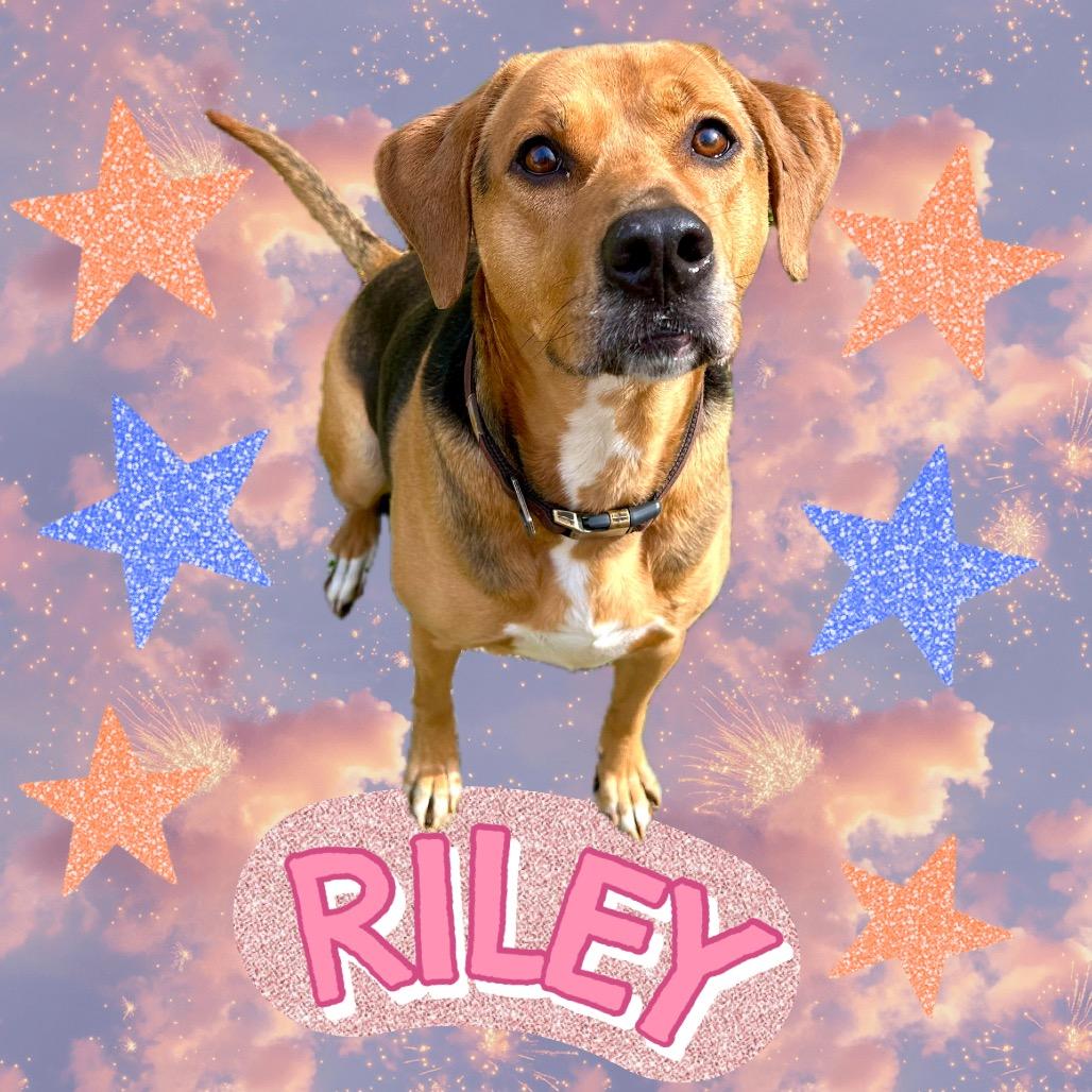 Enlarge Riley, a Adoptable mixed breed in Rocky Mount, VA image 4/6