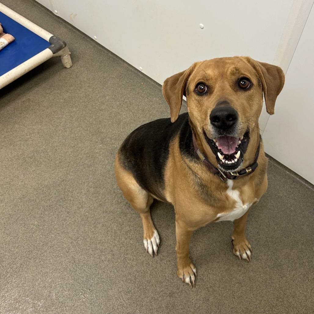 Enlarge Riley, a Adoptable mixed breed in Rocky Mount, VA image 4/6