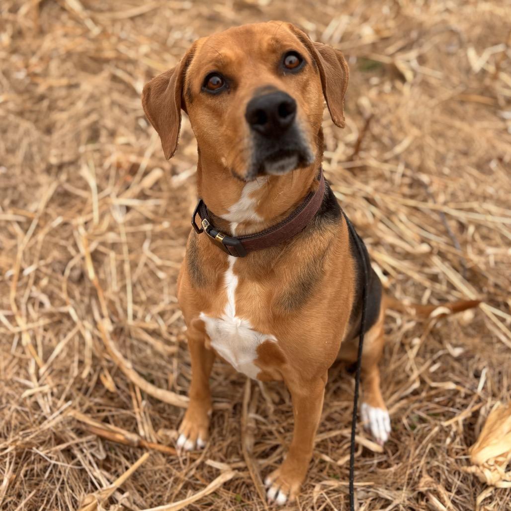 Enlarge Riley, a Adoptable mixed breed in Rocky Mount, VA image 5/6