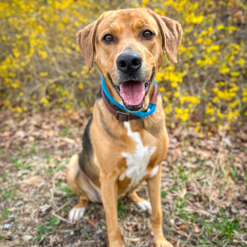 Enlarge Riley, a Adoptable mixed breed in Rocky Mount, VA image 6/6