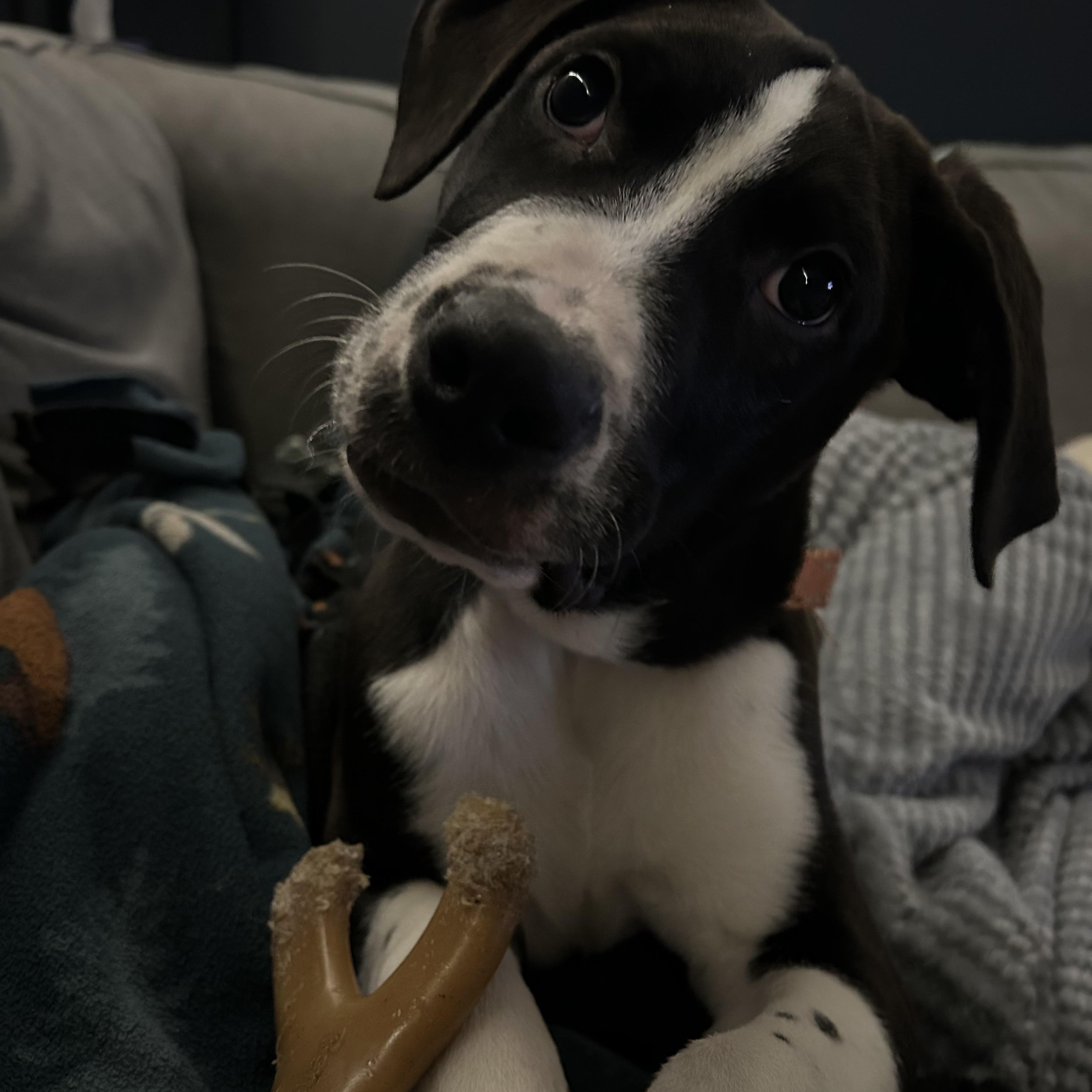 Enlarge Calvin (Cal for short), an adoptable mixed breed in Midland, MI image 2/6